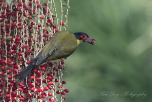 Australasian Figbird ( M ) ssp flaviventris