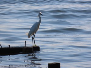 Snowy egret