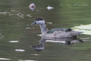 Green Pygmy Goose ( F )