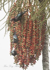 Metallic Starlings