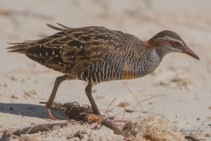 Buff-banded Rail