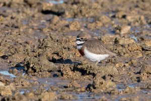 Double-banded Plover