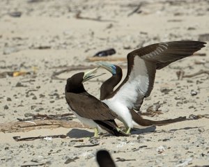 Brown Booby (f and m)