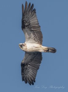 Eastern Osprey