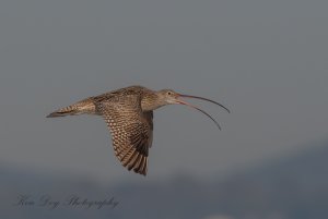 Eastern Curlew