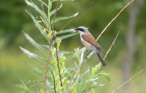 Red Backed Shrike