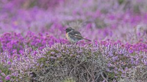 In The Pink - Stonechat (Saxicola rubicola) RSPB South Stack 29/07/21