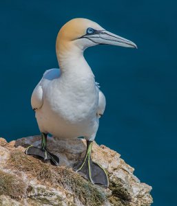 gannet