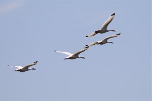 Coscoroba Swan