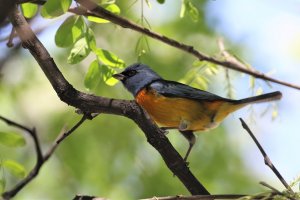 Blue-and-yellow Tanager