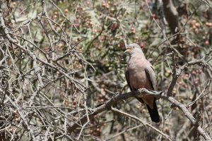 Croaking Ground-Dove