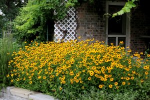 Black-eyed Susans