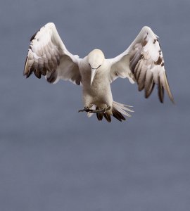 gannet