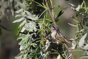 Southern Beardless-Tyrannulet