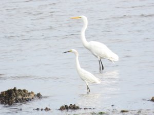 Great and snowy egret