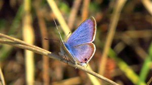 Long-tailed Blue