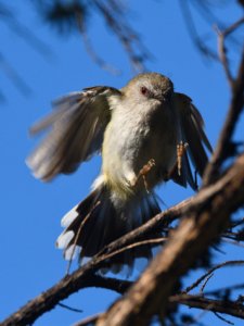 grey warbler - riroriro