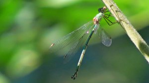 Eastern Willow Spreadwing