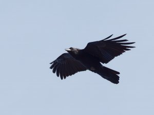 Common raven (ssp. tingitanus) in flight