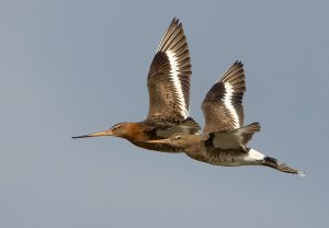 pair of Black-tailed Godwits