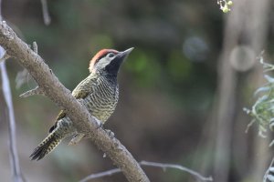 Black-necked Woodpecker