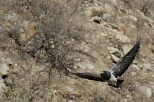 Black-chested Buzzard-Eagle