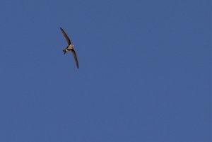 Andean Swift