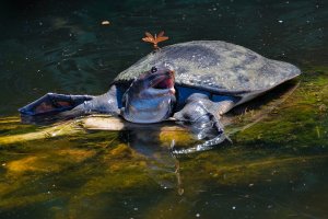 Florida softshell turtle