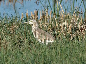 Squacco Heron