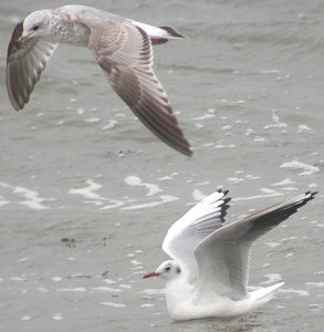 common and black-headed gulls