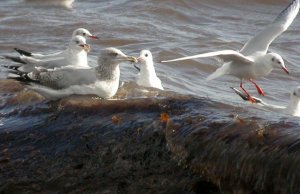 herring, common, black-headed gulls