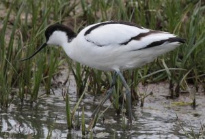 Avocet