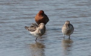 Black-tailed Godwit's