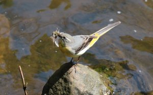 Grey Wagtail