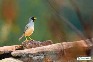 Buff-bridled Inca-finch.jpg