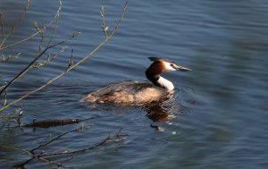 Great Crested Grebe