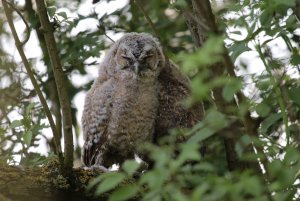 Tawny Owl juvenile's