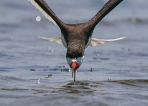 black skimmer