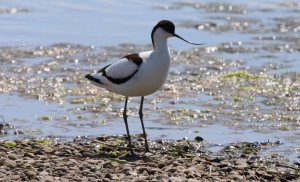 Avocet