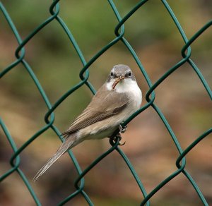 Lesser whitethroat with an earwig