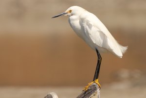 snowy egret