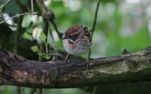 Reed Bunting (F)