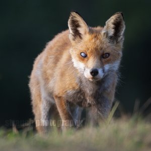 Facing the fox