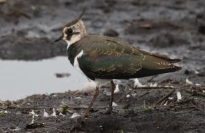 Lapwing