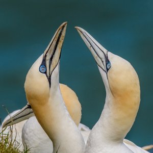 Gannet's Mating Ritual