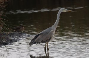 Grey Heron