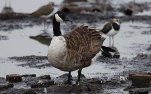 Canada Goose