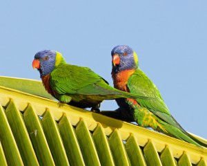 Rainbow Lorikeet