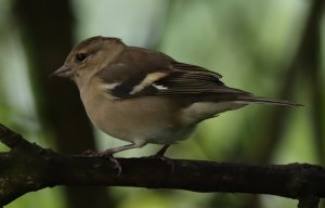 Chaffinch (F)