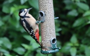 Great Spotted Woodpecker